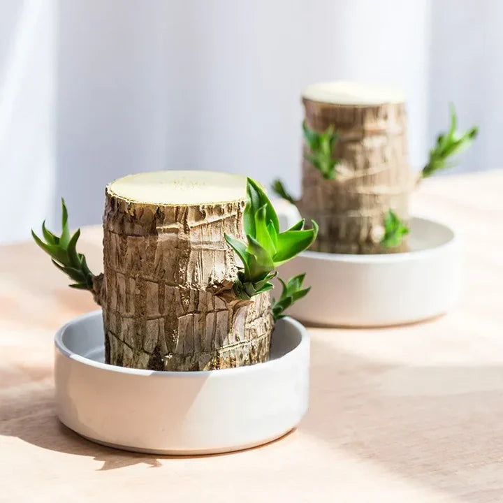 WoodlandNook - Mini terrarium til frisk luft og positiv energi