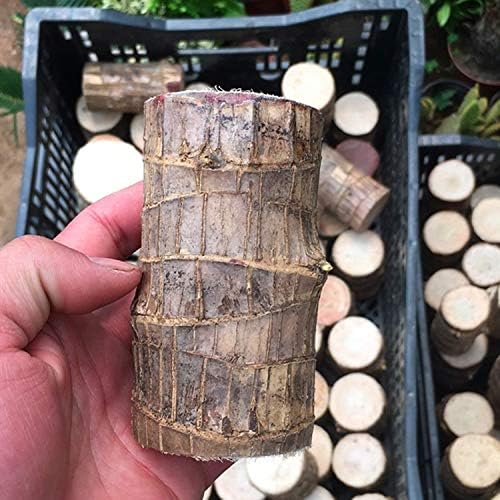 WoodlandNook - Mini terrarium til frisk luft og positiv energi