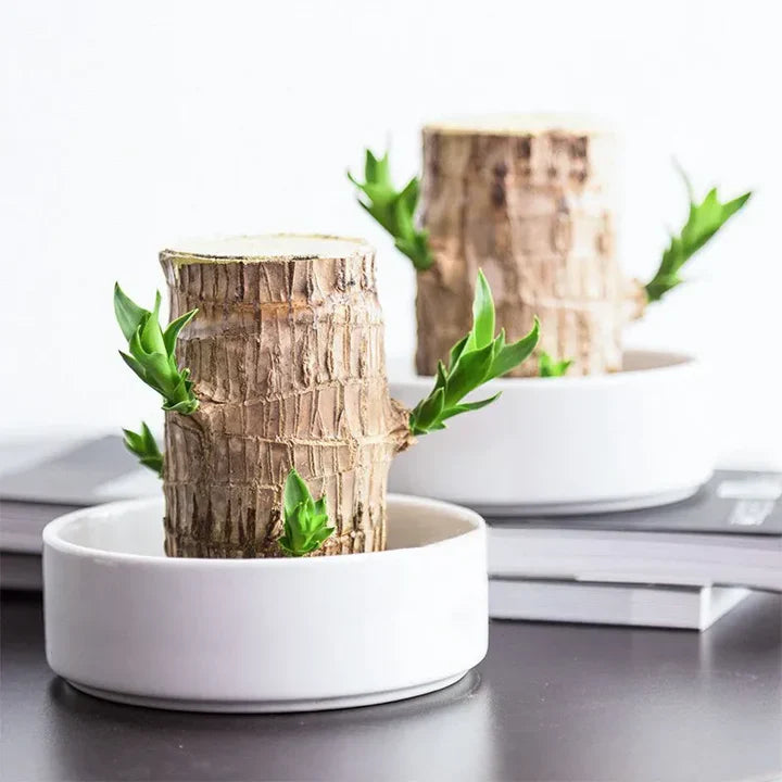 WoodlandNook - Mini terrarium til frisk luft og positiv energi