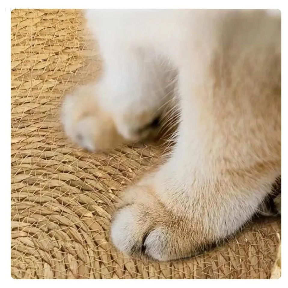 DreamPaws - Den ultimative komfortseng til katte