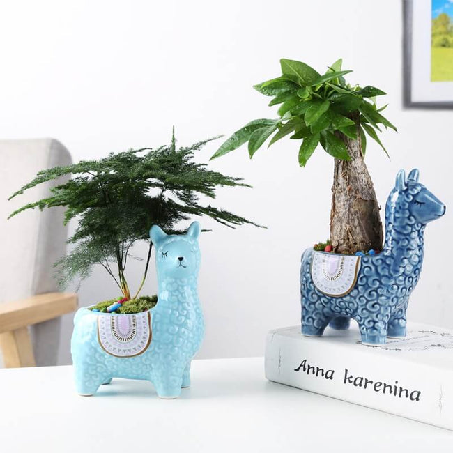 AlpacaSprout - Dejlig alpaka-sukkulentgryde til dit rum